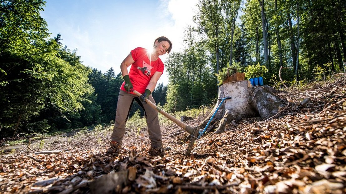 Frau arbeitet im Wald und setzt kleine Bäume ein