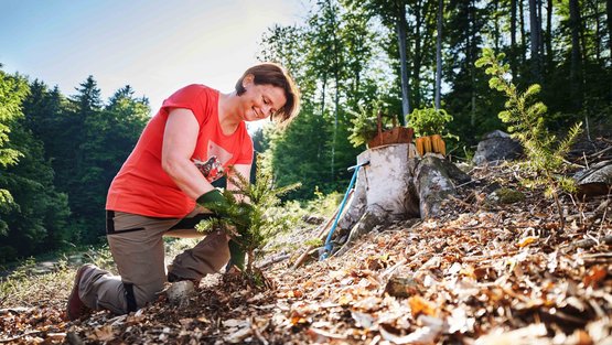 Frau setzt Baum im Wald