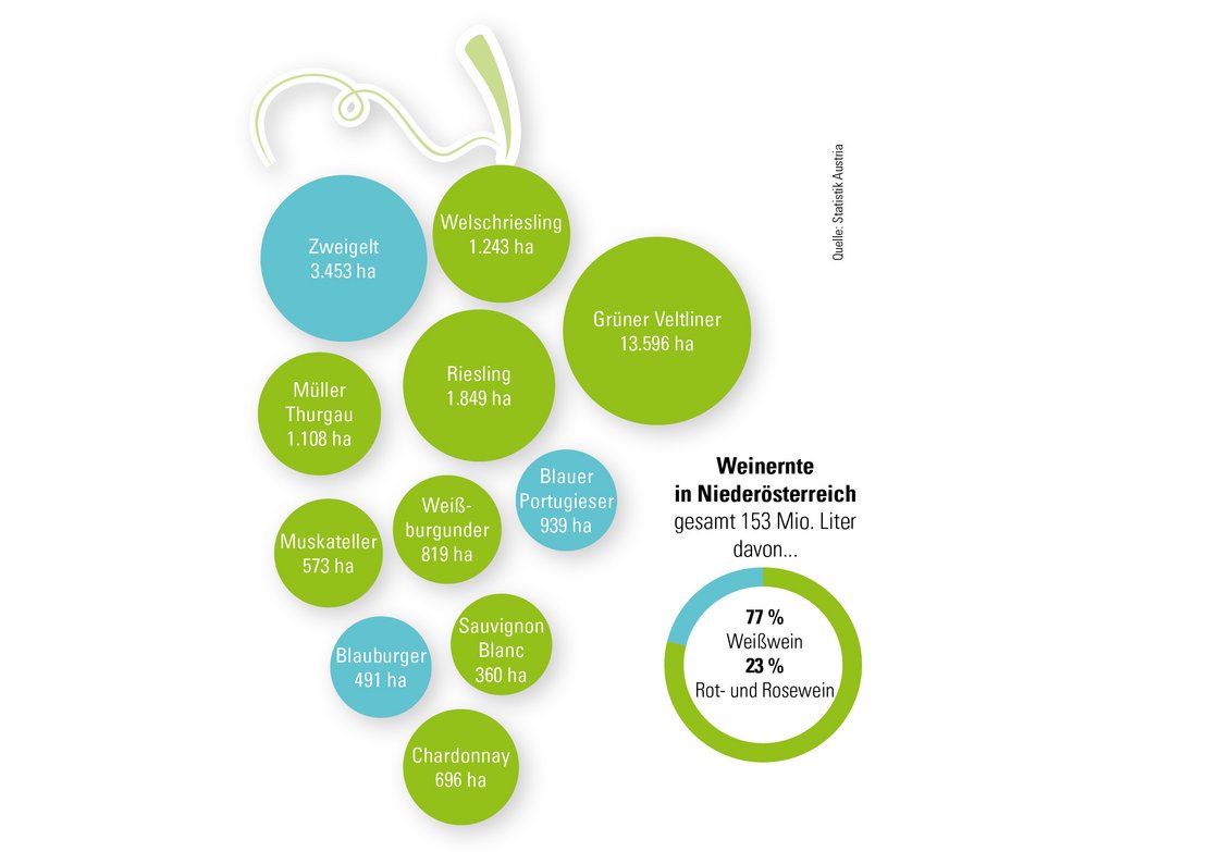 Infografik Weinernte in Niederösterreich zum Thema: Lese, Bauern, Bäuerinnen, Landwirtschaft, Viertel, Biologisch, Anteil, Anzahl, Erzeugnisse, Herkunft vor Sorte, DAC, Districuts Austriae Controllatus, Weinbaugebiet, Qualitätsweine, Rotwein, Weißwein, Rose; mit Sorten: Grüner Veltliner, Zweigelt, Riesling, Welschriesling, Müller Thurgau, Blauer Portugieser, Weißburgunder, Chardonnay, Muskateller, Blauburger, Sauvignon Blanc;