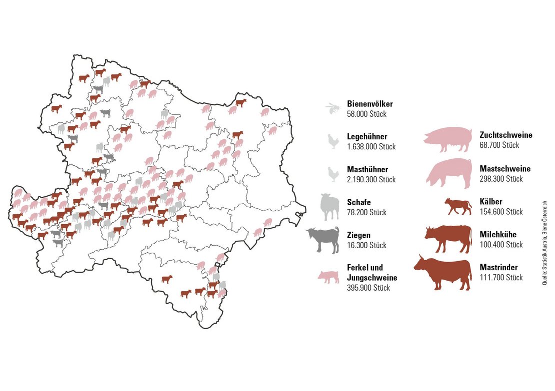 Infografik zu Viehbestand in Niederösterreich