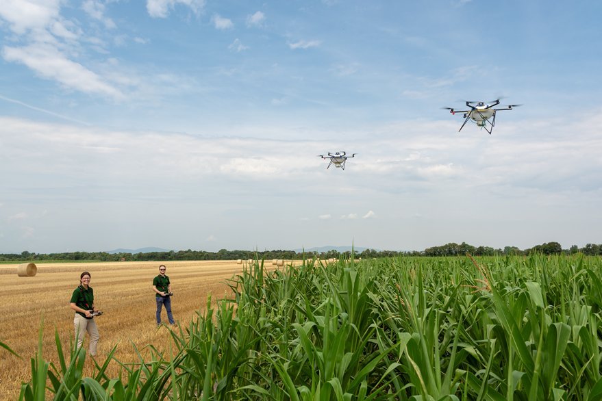 Drohnen fliegen über Maisfelder